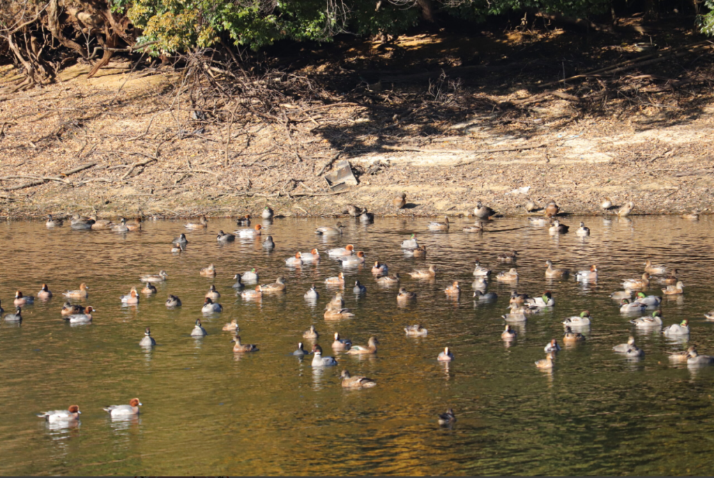 culinary-tour-private-food-tour-guided-tour-ogori-fukuoka-frog-temple-rural-japan-ducks