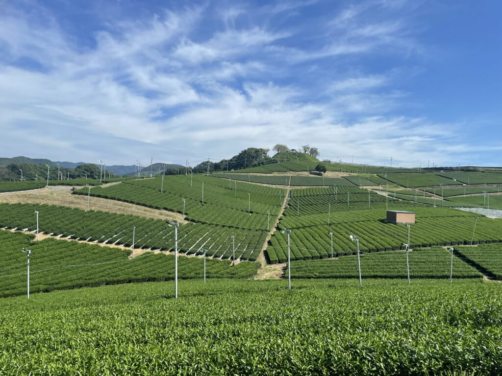 tea field, green tea, yame
